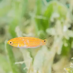 Social Fairy Wrasse, photo 4