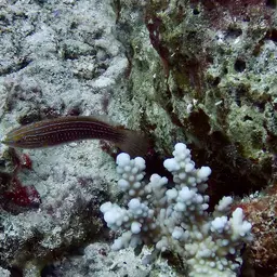 Social Fairy Wrasse, photo 5