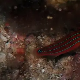 Social Fairy Wrasse, photo 7