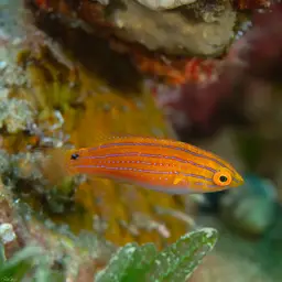 Social Fairy Wrasse, photo 8
