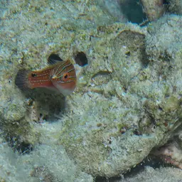 Social Fairy Wrasse, photo 9