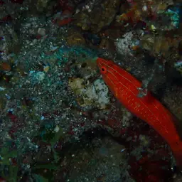 Social Fairy Wrasse, photo 10