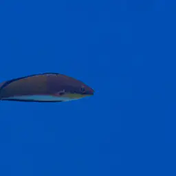 Social Fairy Wrasse, photo 11