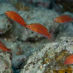Social Fairy Wrasse, photo 12
