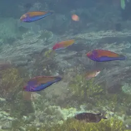 Red-eye Wrasse, photo 2