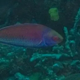 Red-eye Wrasse, photo 3