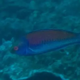 Red-eye Wrasse, photo 4