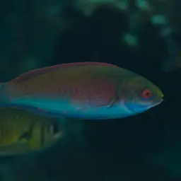 Red-eye Wrasse, photo 5