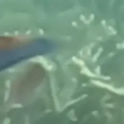 Red-eye Wrasse, photo 6