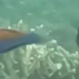 Red-eye Wrasse, photo 7