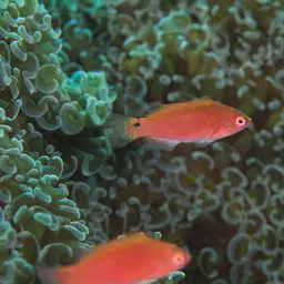 Red-eye Wrasse, photo 8