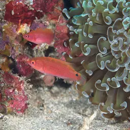 Red-eye Wrasse, photo 9