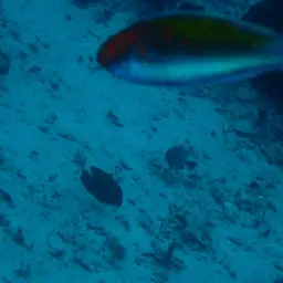 Red-eye Wrasse, photo 10