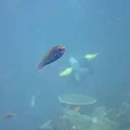 Red-eye Wrasse, photo 11