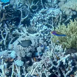 Red-eye Wrasse, photo 12