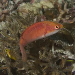 Tono's Wrasse, photo 1