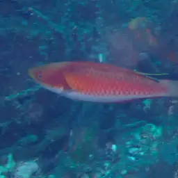 Tono's Wrasse, photo 2