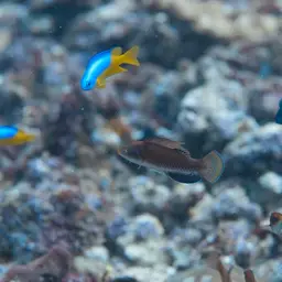 Tono's Wrasse, photo 3