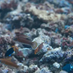 Tono's Wrasse, photo 4