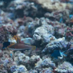 Tono's Wrasse, photo 5