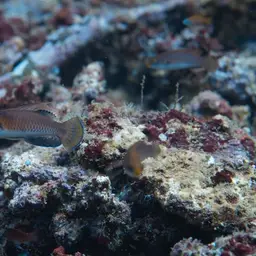 Tono's Wrasse, photo 6