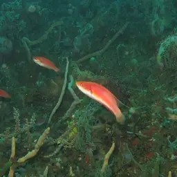 Tono's Wrasse, photo 7