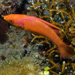 Tono's Wrasse, photo 8