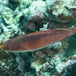 Tono's Wrasse, photo 9
