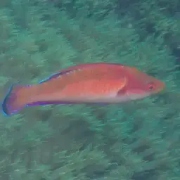 Tono's Wrasse, photo 10