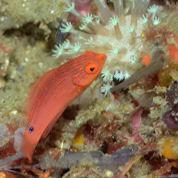 Tono's Wrasse, photo 11