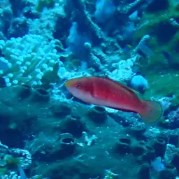 Tono's Wrasse, photo 12