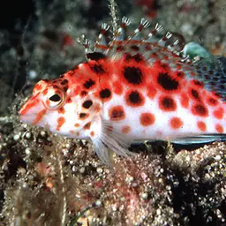 Spotted Hawkfish, photo 1