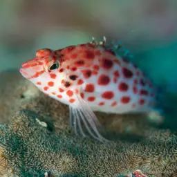 Spotted Hawkfish, photo 2