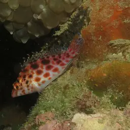 Spotted Hawkfish, photo 3