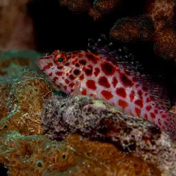 Spotted Hawkfish, photo 4