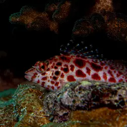 Spotted Hawkfish, photo 5