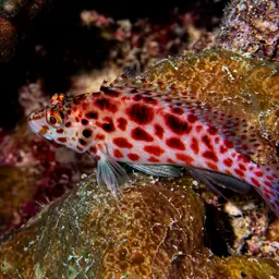 Spotted Hawkfish, photo 6
