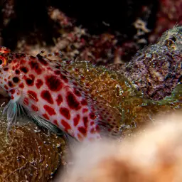 Spotted Hawkfish, photo 7