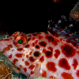 Spotted Hawkfish, photo 8