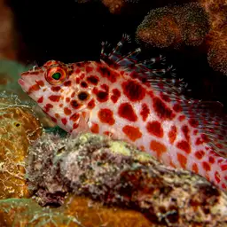 Spotted Hawkfish, photo 9