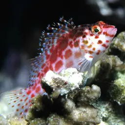 Spotted Hawkfish, photo 10