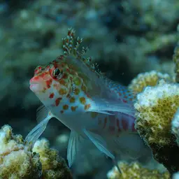 Spotted Hawkfish, photo 11