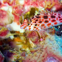 Spotted Hawkfish, photo 12