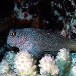 Redstreaked Blenny