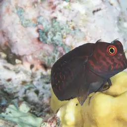 Redstreaked Blenny, photo 2