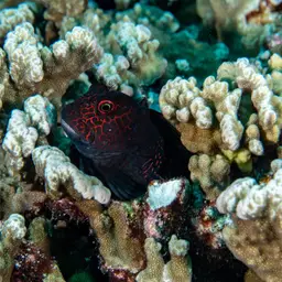 Redstreaked Blenny, photo 3