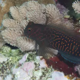 Redstreaked Blenny, photo 4