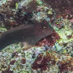 Redstreaked Blenny, photo 5