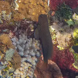 Redstreaked Blenny, photo 6