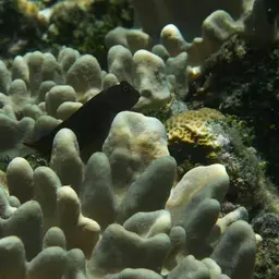 Redstreaked Blenny, photo 7